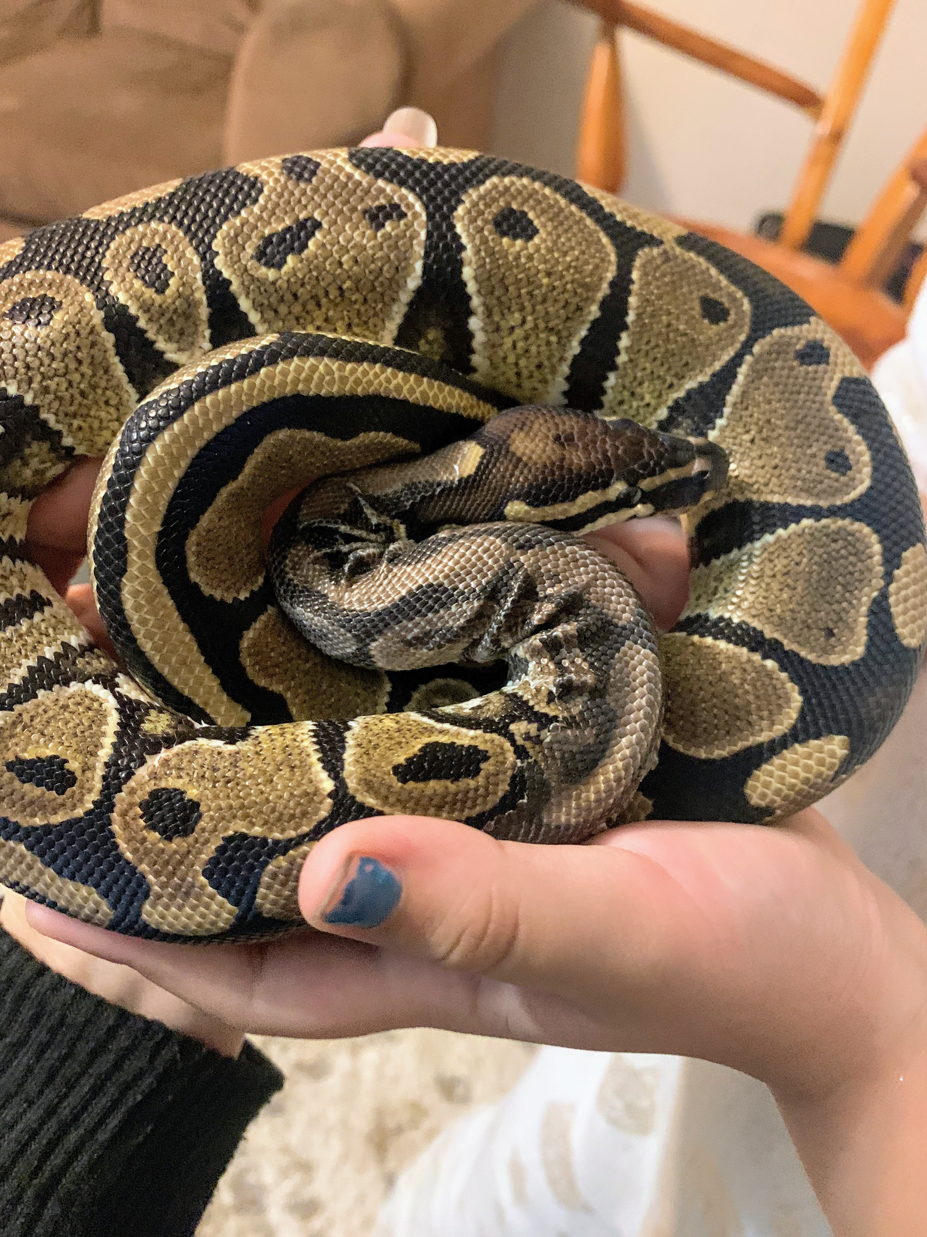 A Girl and Her Snake